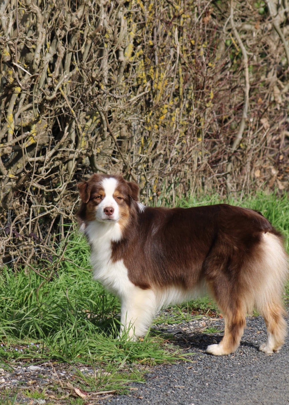 Un brin d'histoire Du Royaume Secret D'opaline
