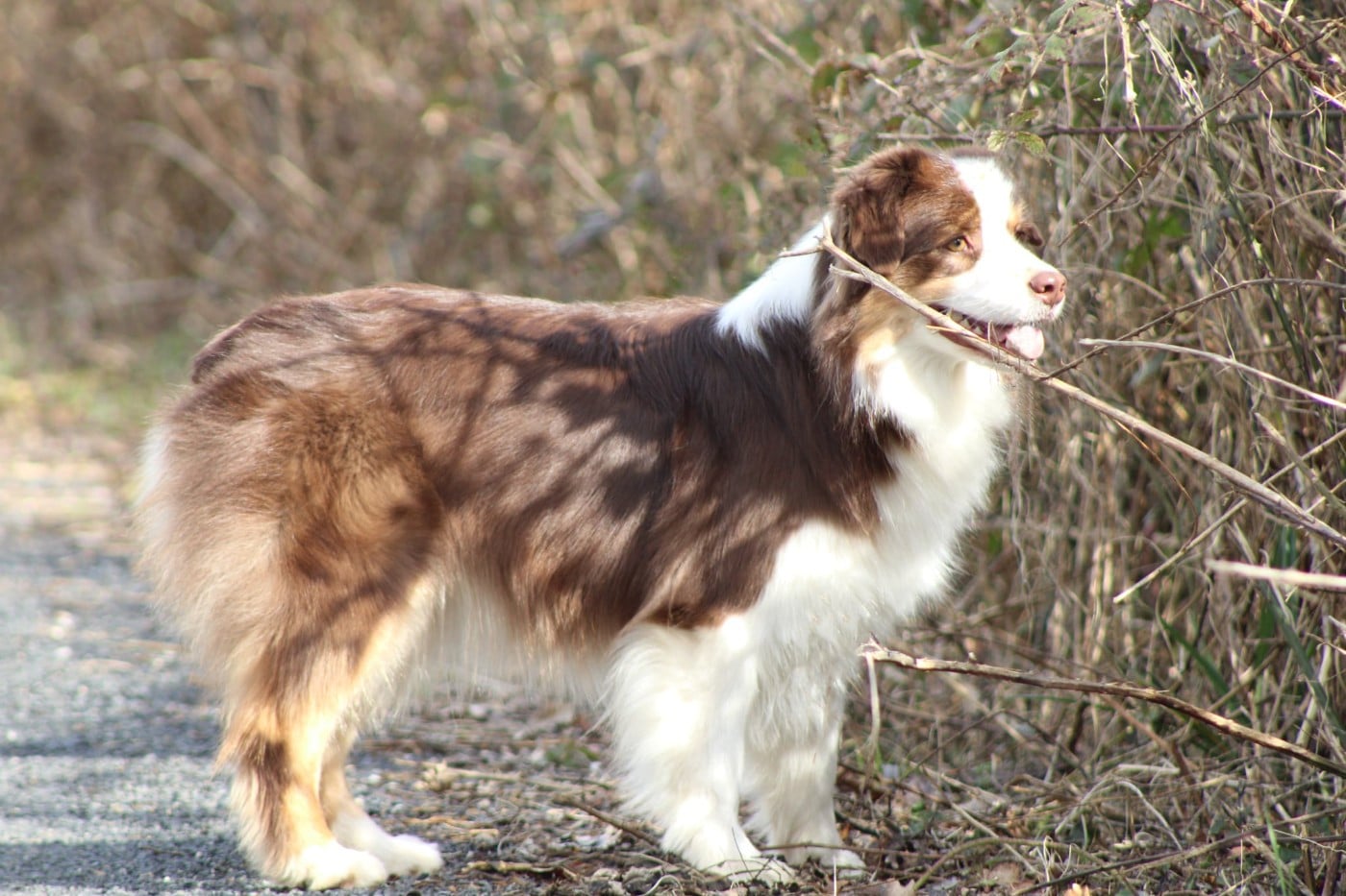 Un brin d'histoire Du Royaume Secret D'opaline