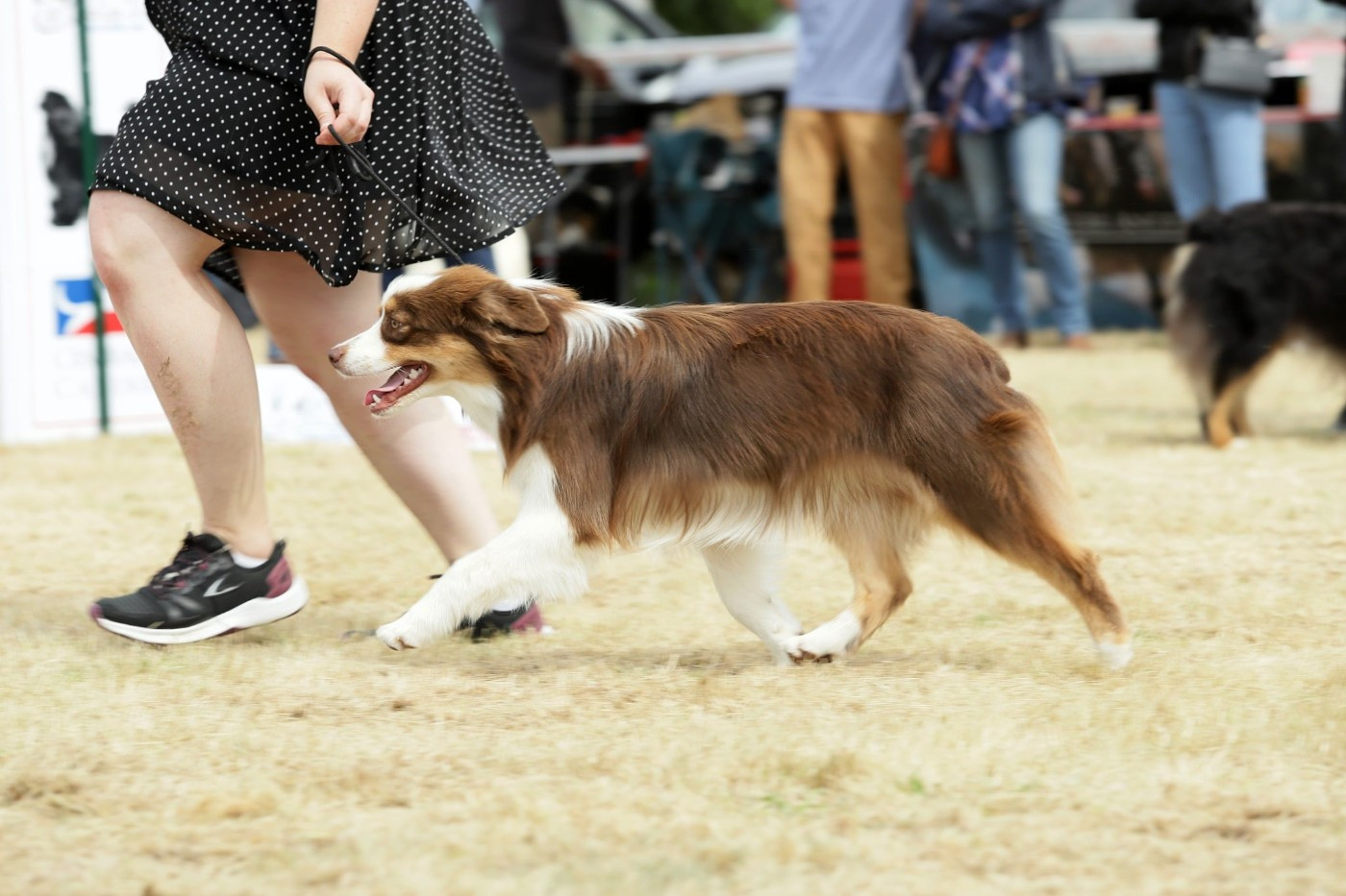 Un brin d'histoire Du Royaume Secret D'opaline