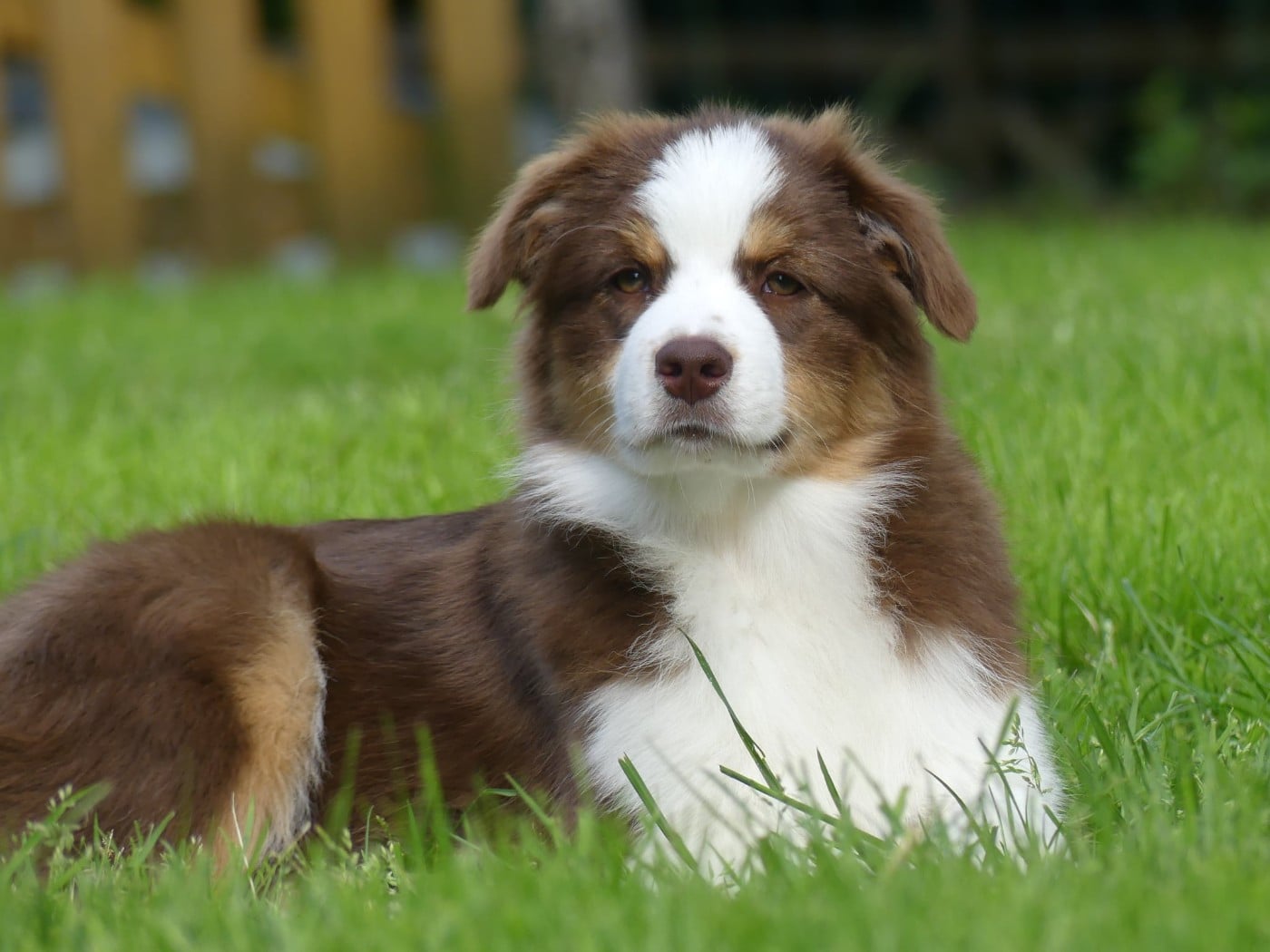 Un brin d'histoire Du Royaume Secret D'opaline