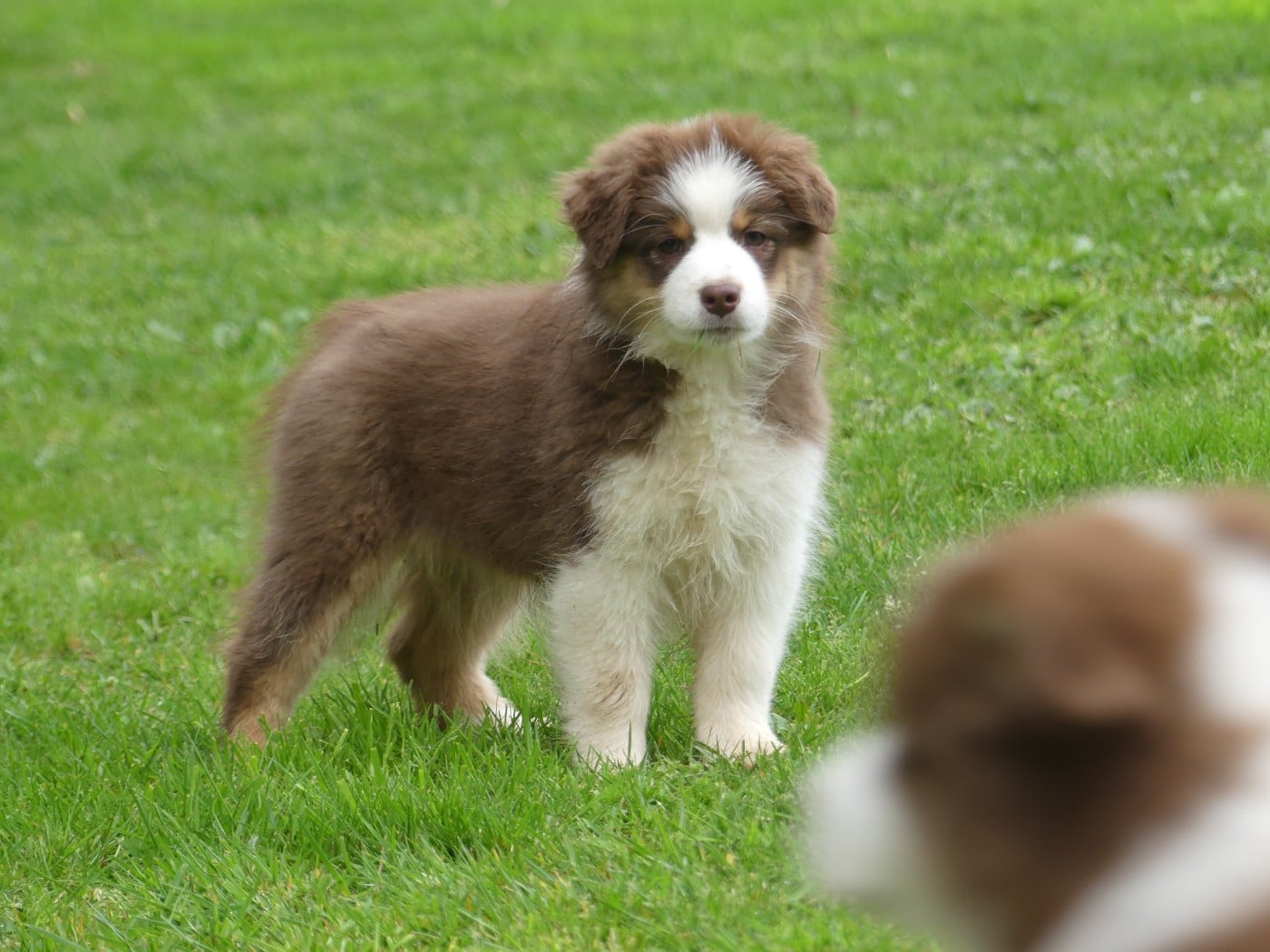 Un brin d'histoire Du Royaume Secret D'opaline