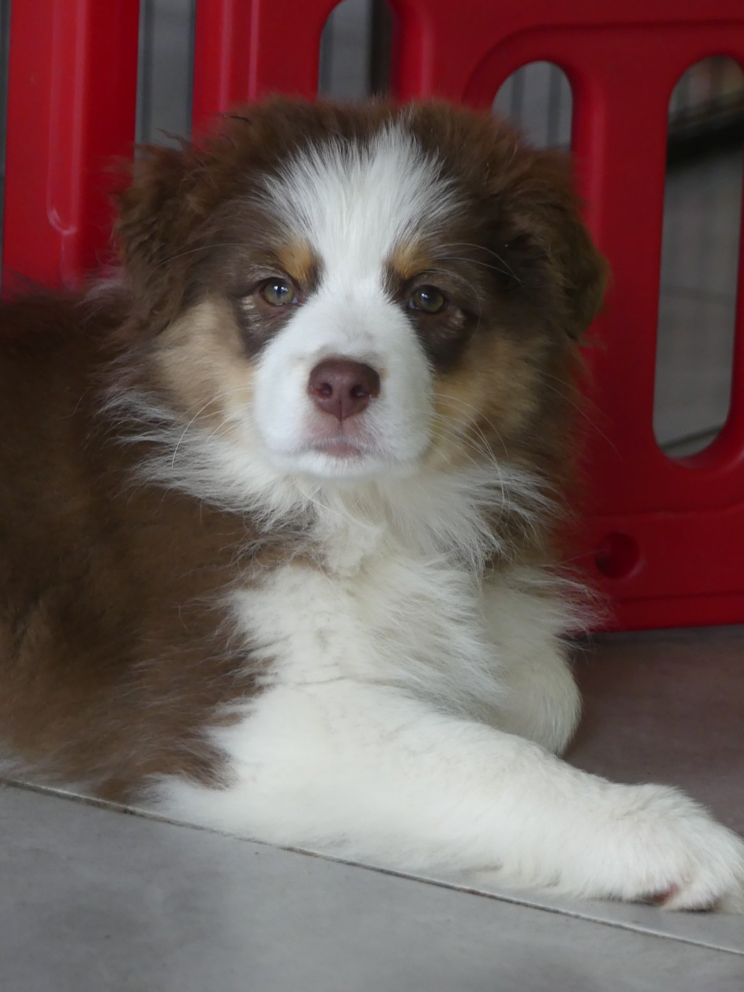 Un brin d'histoire Du Royaume Secret D'opaline