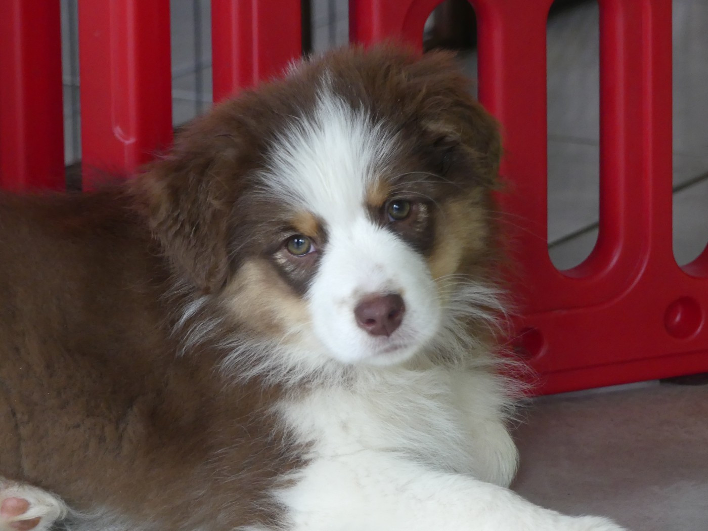 Un brin d'histoire Du Royaume Secret D'opaline