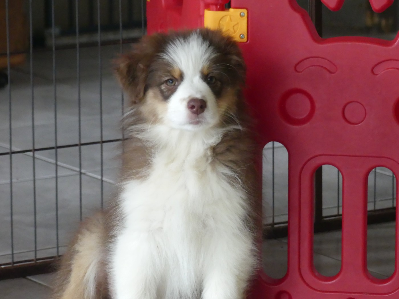 Un brin d'histoire Du Royaume Secret D'opaline