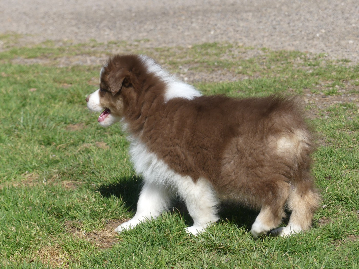 Un brin d'histoire Du Royaume Secret D'opaline