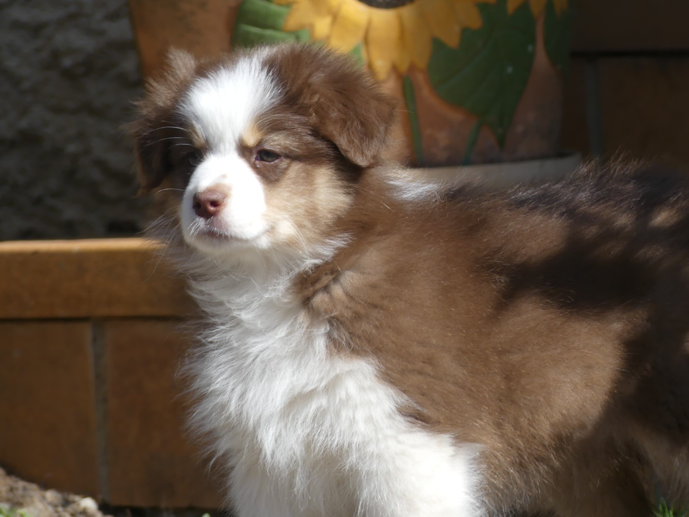 Un brin d'histoire Du Royaume Secret D'opaline