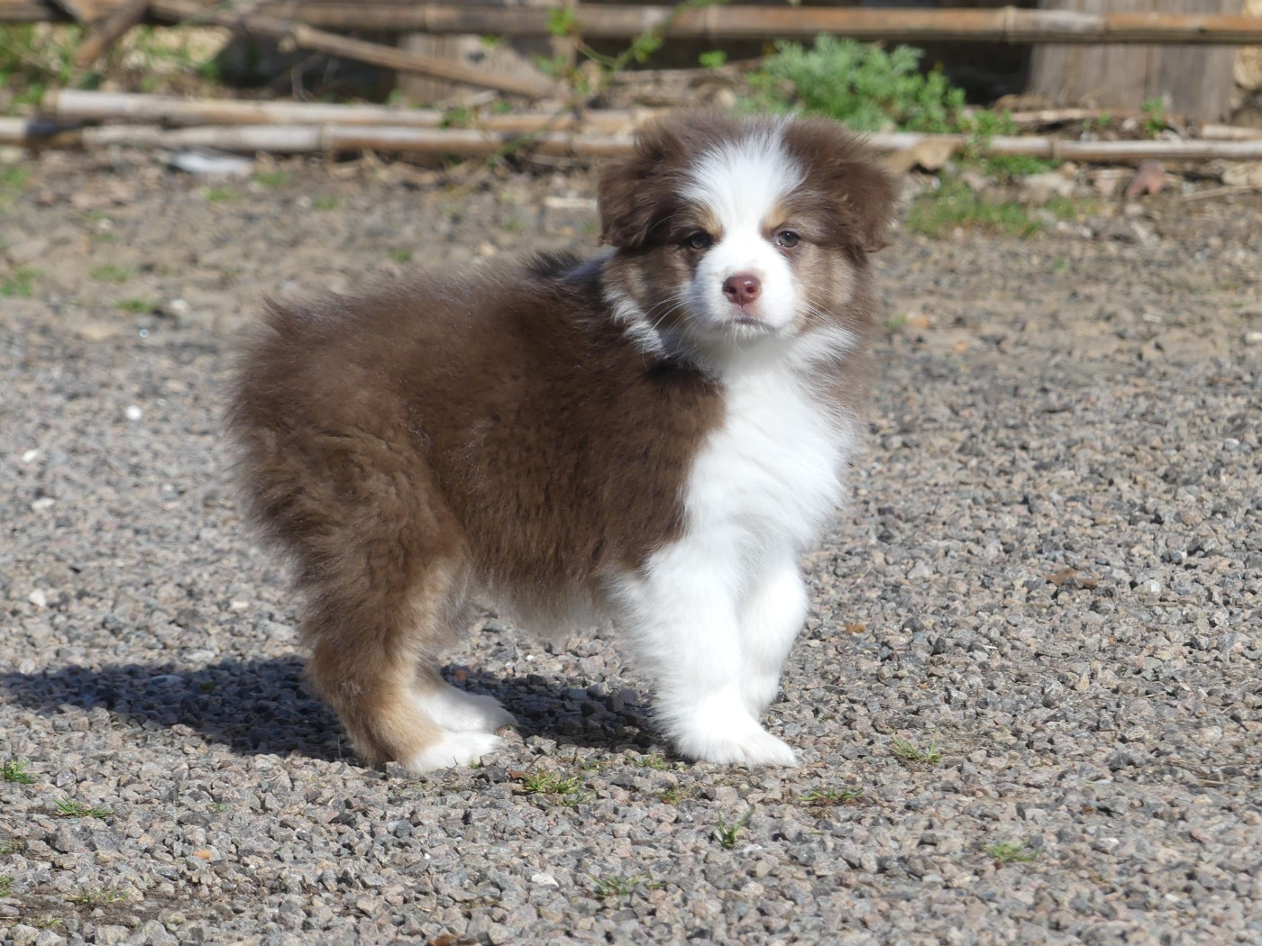 Un brin d'histoire Du Royaume Secret D'opaline