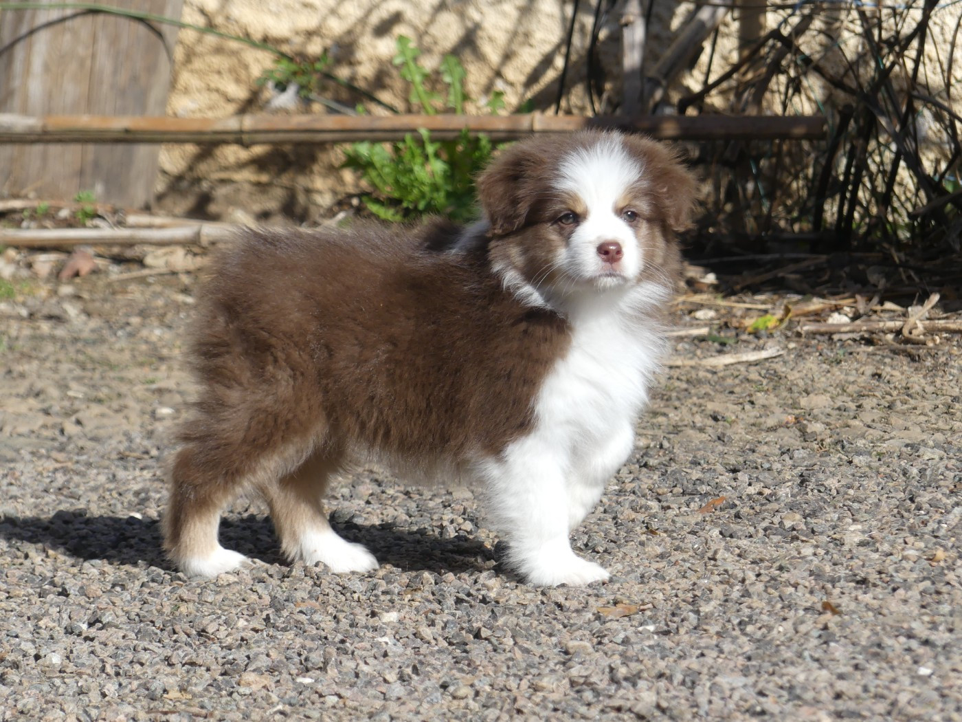 Un brin d'histoire Du Royaume Secret D'opaline