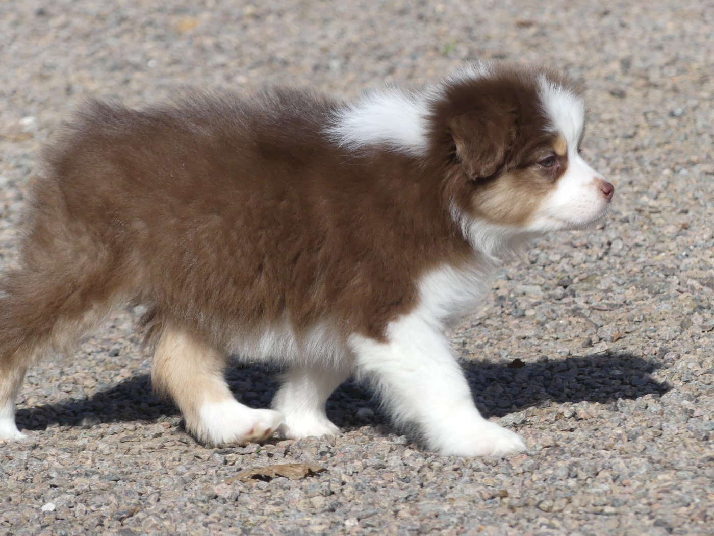 Un brin d'histoire Du Royaume Secret D'opaline