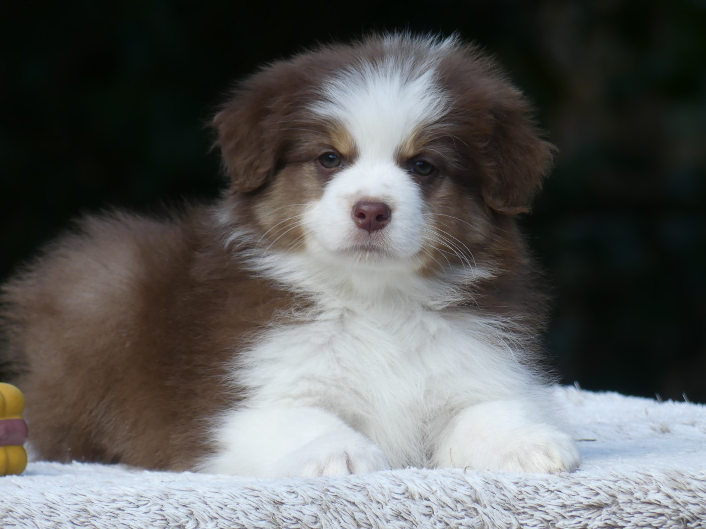 Un brin d'histoire Du Royaume Secret D'opaline