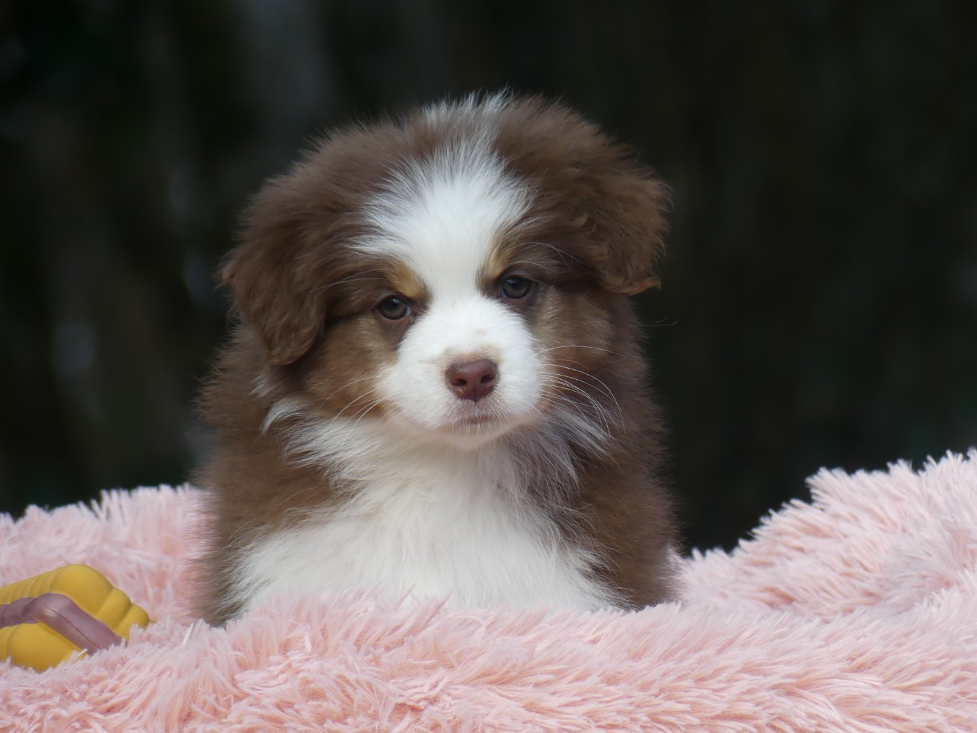 Un brin d'histoire Du Royaume Secret D'opaline