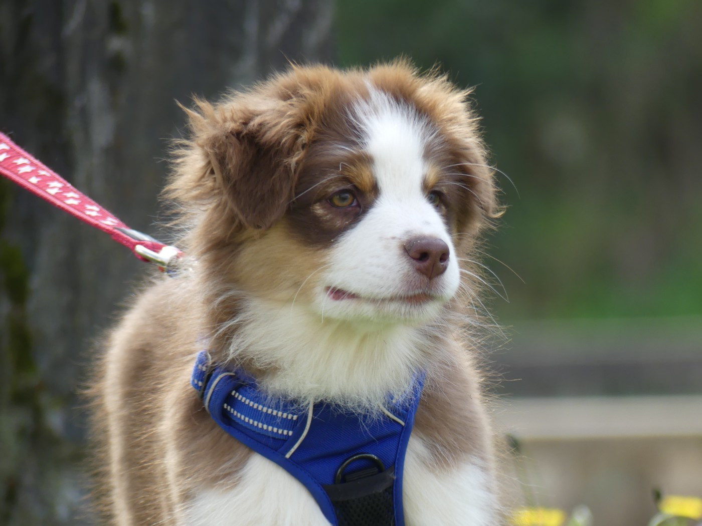 Un brin d'histoire Du Royaume Secret D'opaline