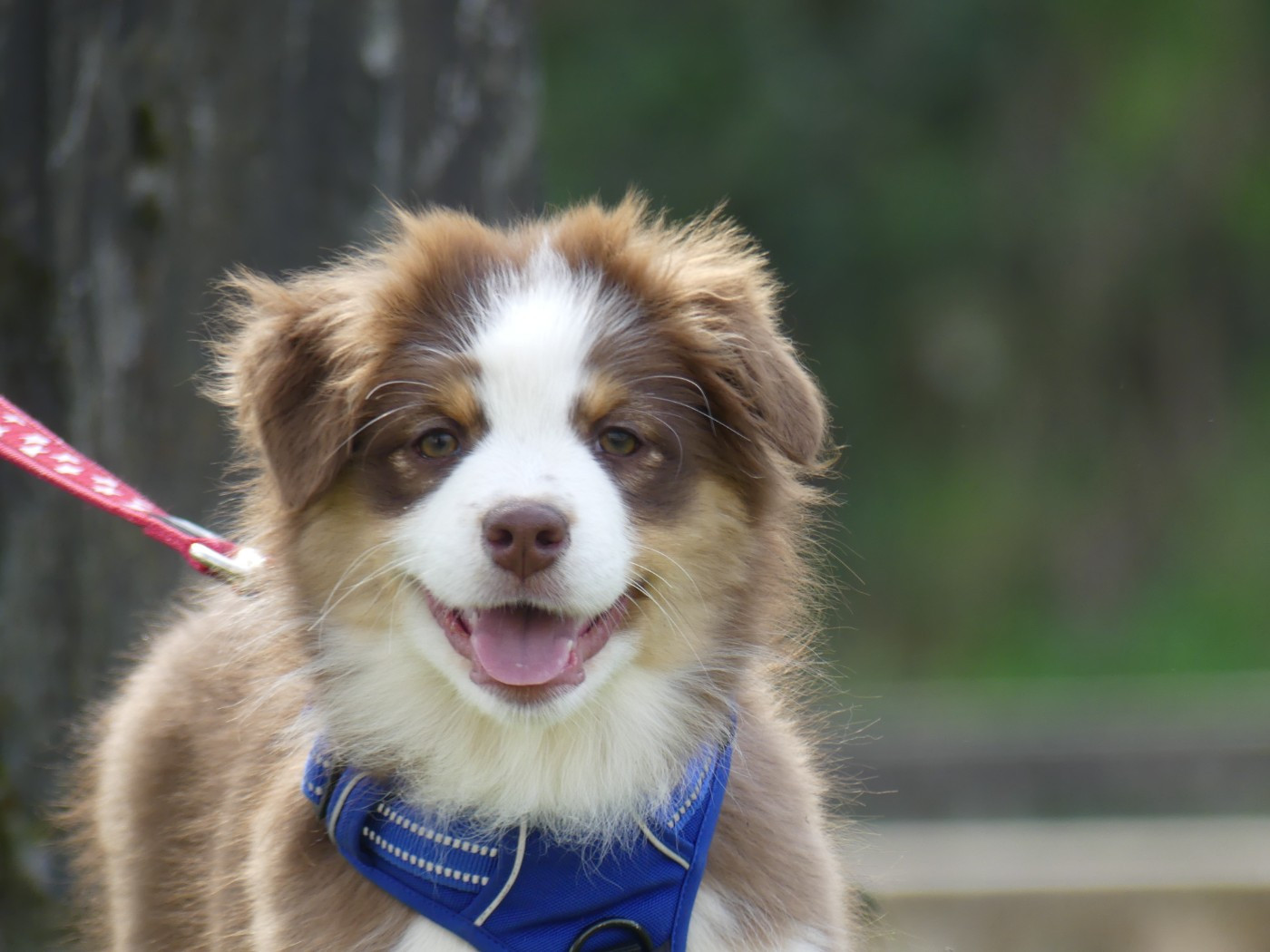 Un brin d'histoire Du Royaume Secret D'opaline