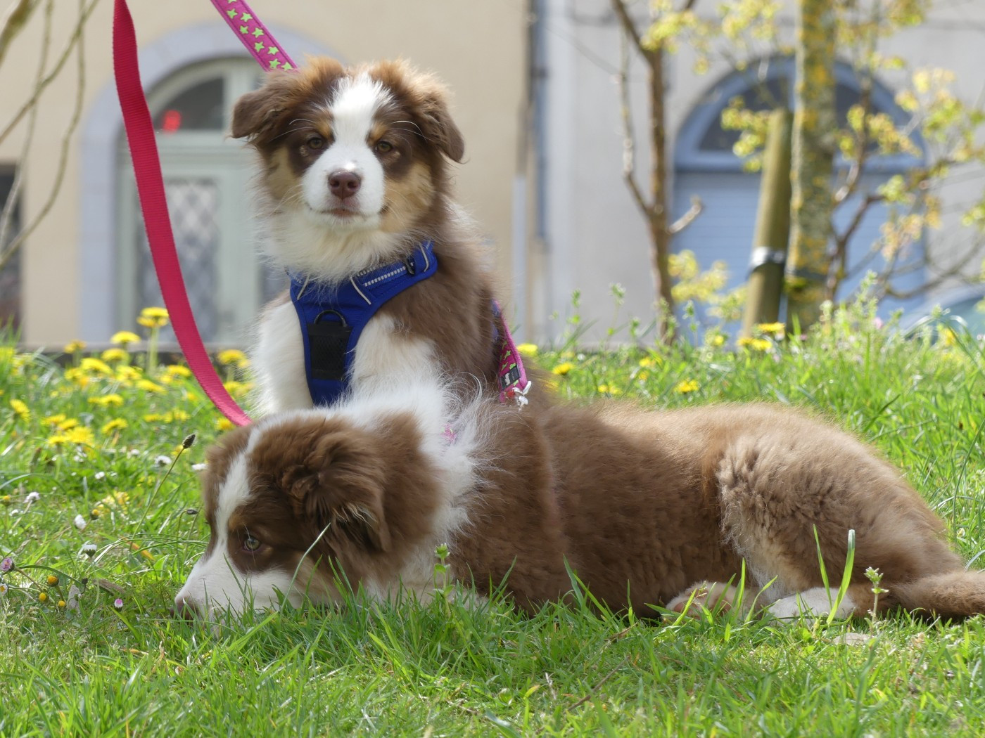 Un brin d'histoire Du Royaume Secret D'opaline