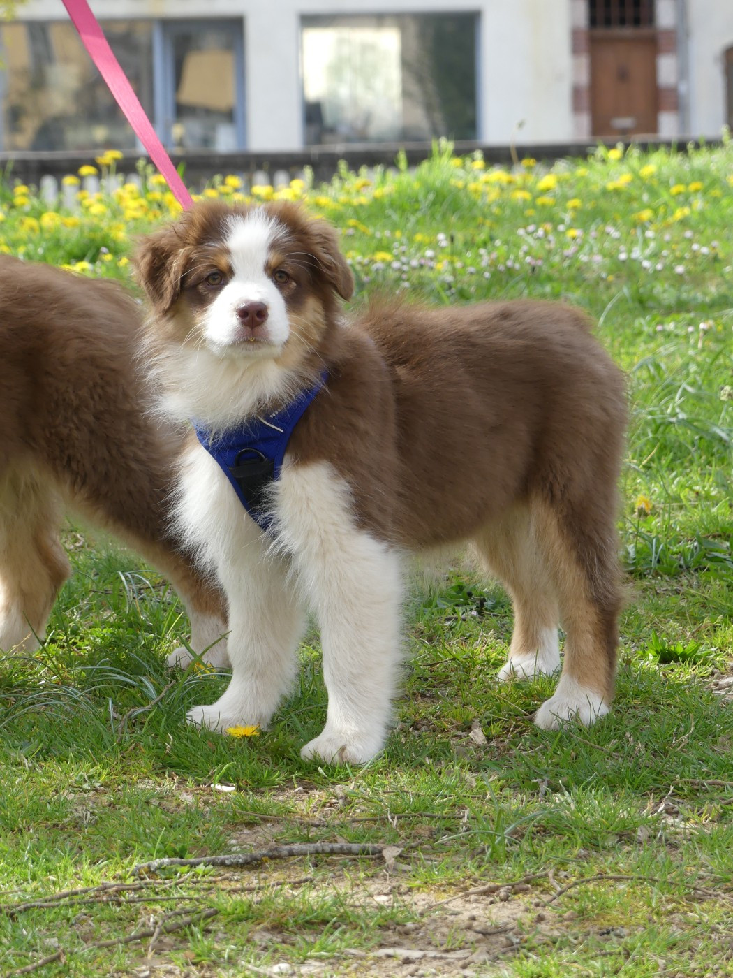 Un brin d'histoire Du Royaume Secret D'opaline