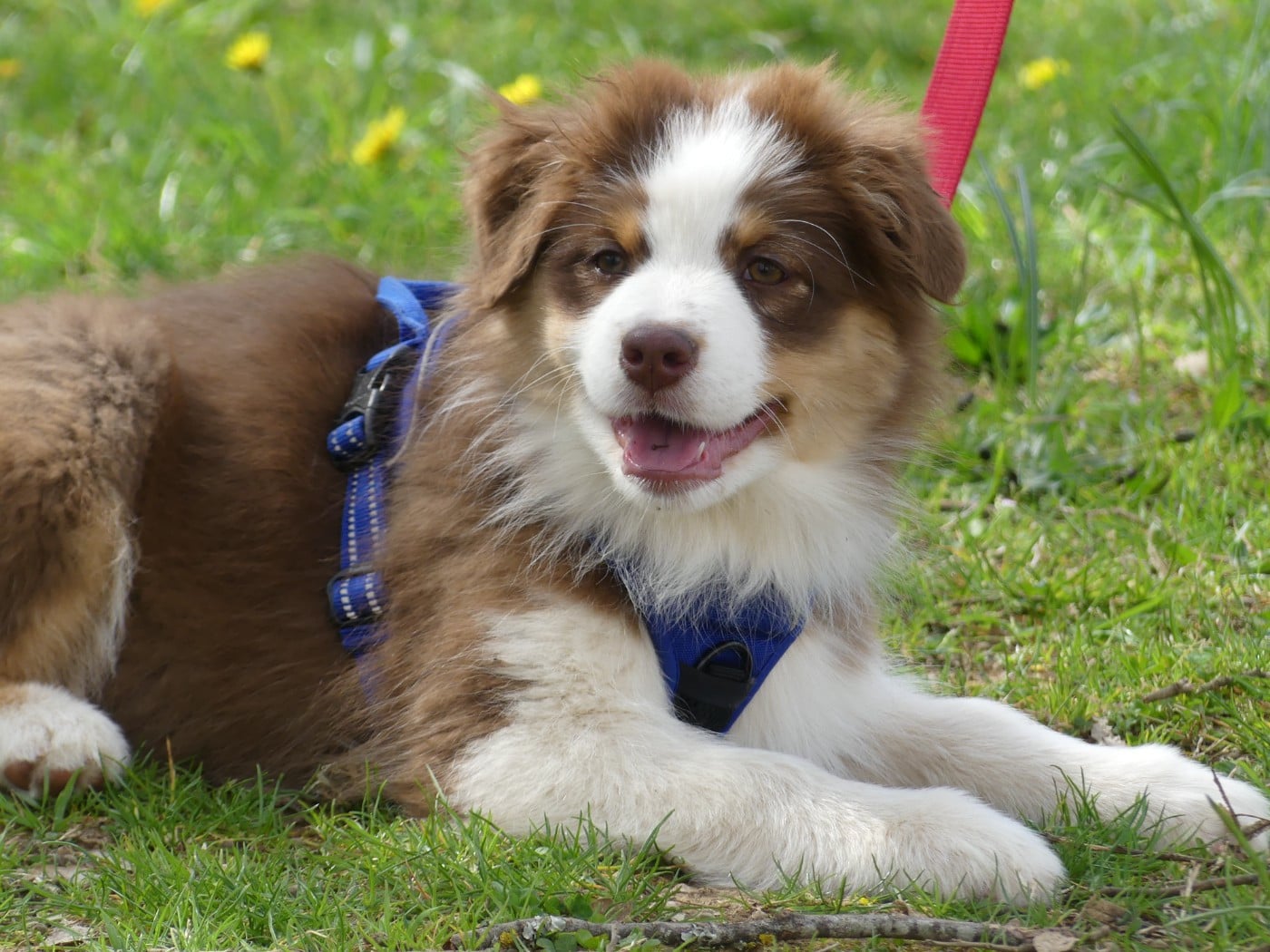 Un brin d'histoire Du Royaume Secret D'opaline