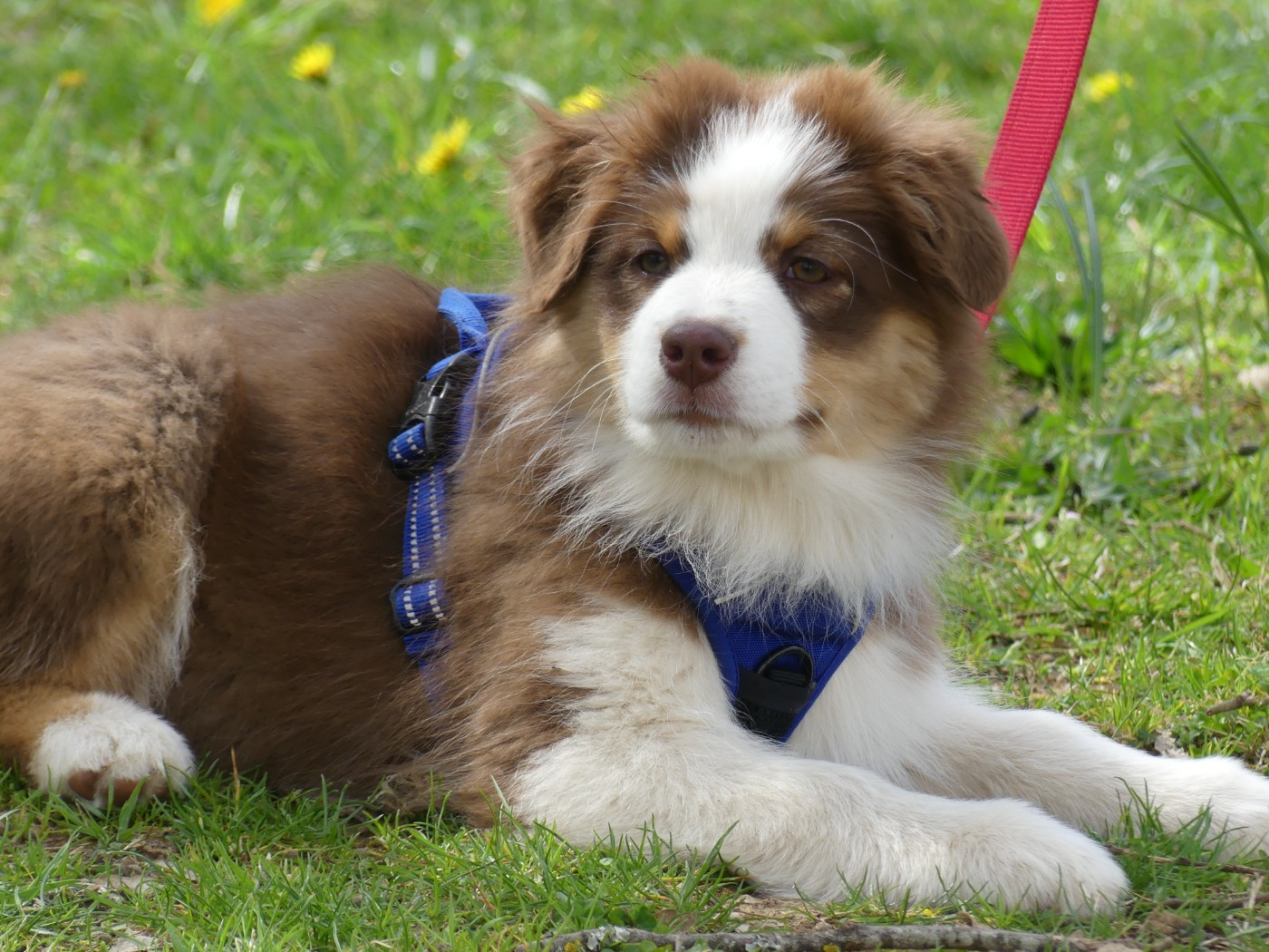 Un brin d'histoire Du Royaume Secret D'opaline