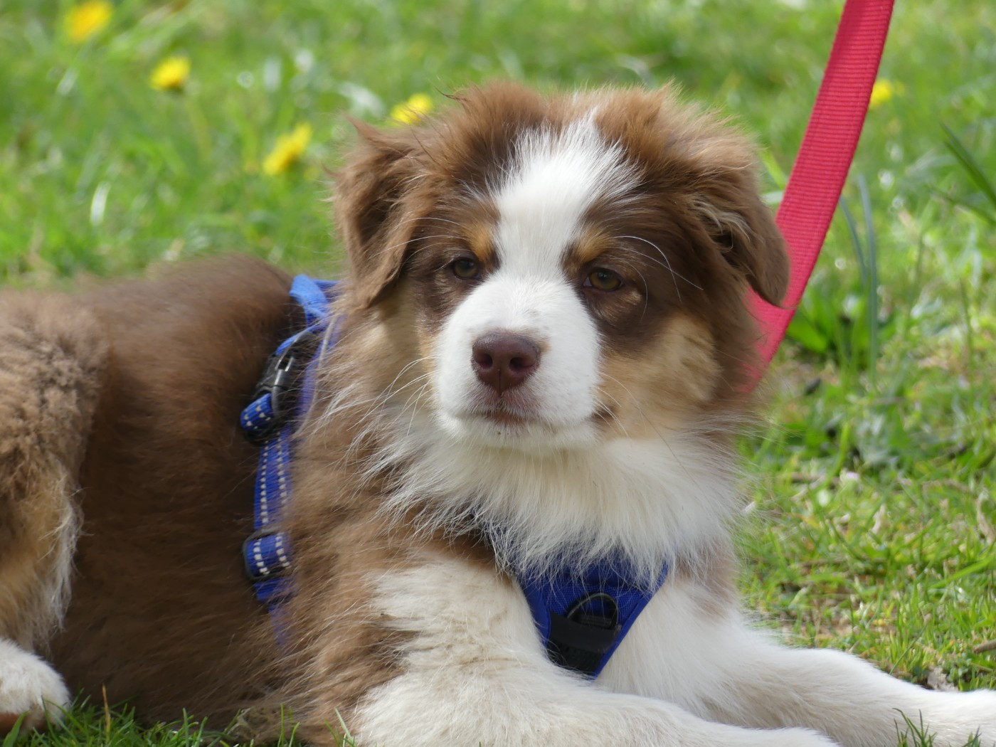 Un brin d'histoire Du Royaume Secret D'opaline