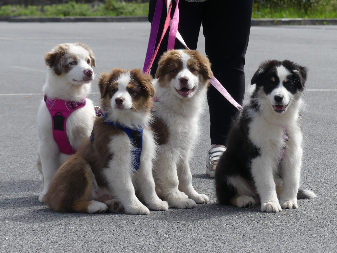 Un brin d'histoire Du Royaume Secret D'opaline