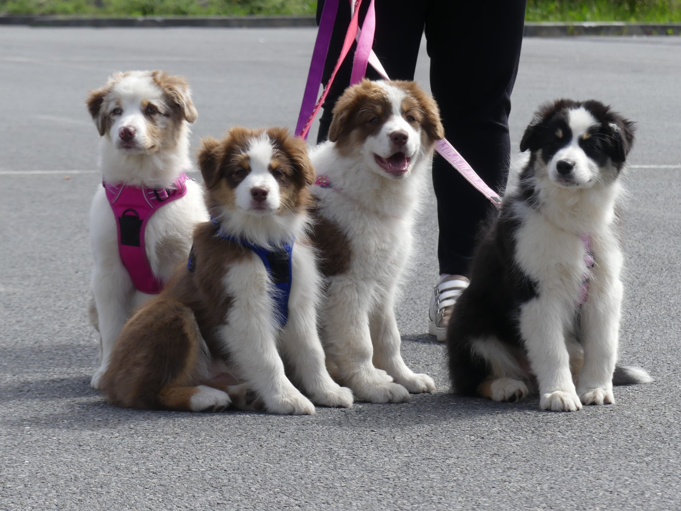 Un brin d'histoire Du Royaume Secret D'opaline