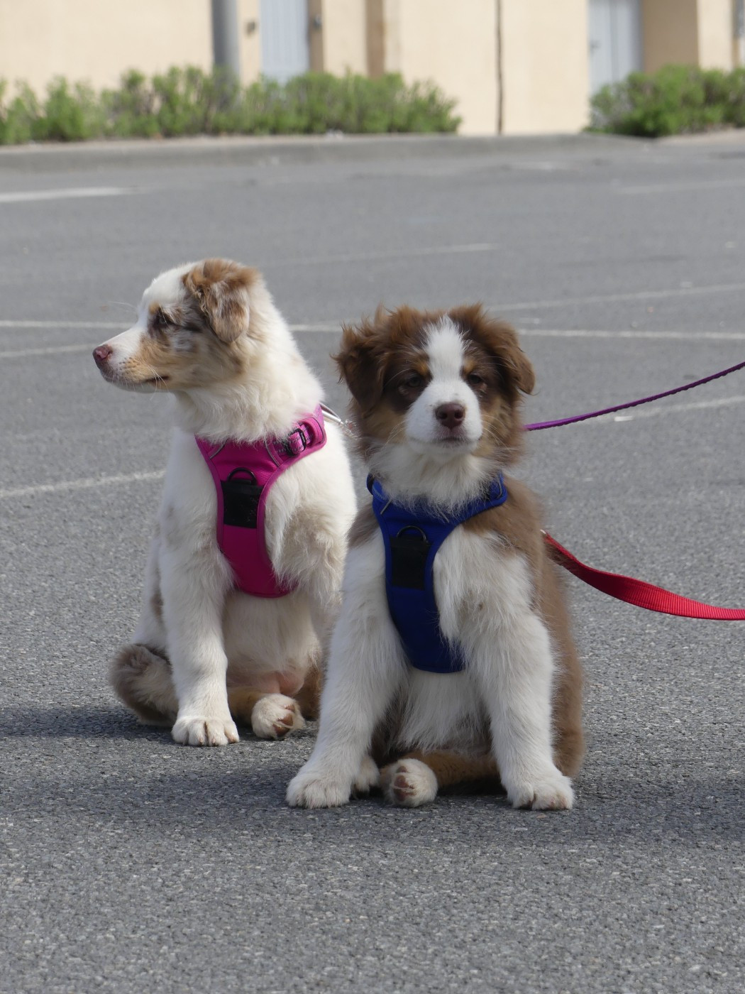 Un brin d'histoire Du Royaume Secret D'opaline