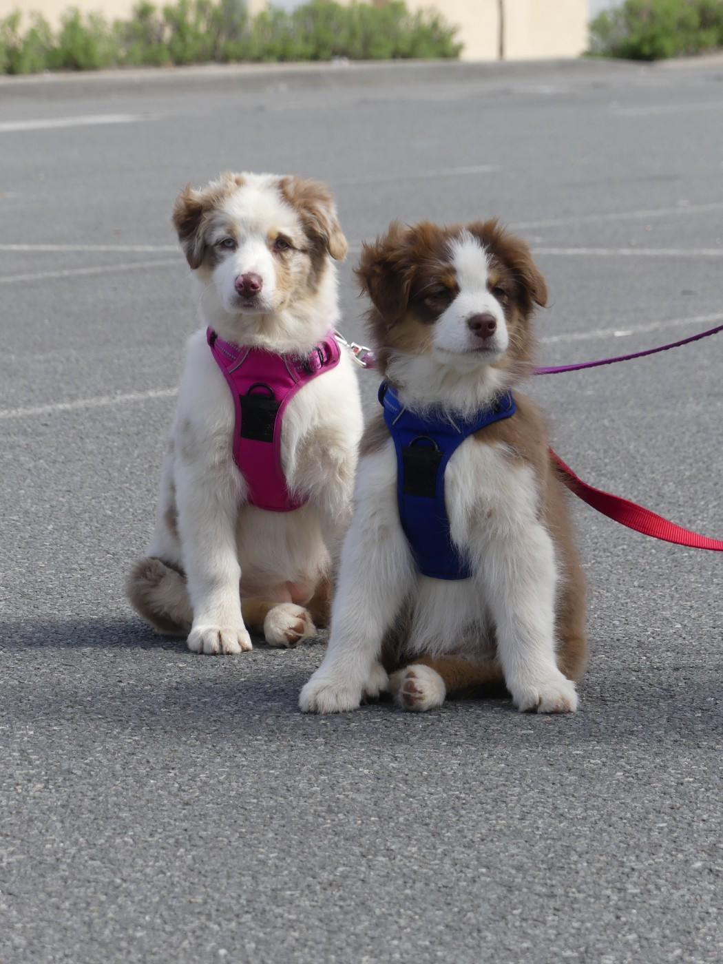 Un brin d'histoire Du Royaume Secret D'opaline