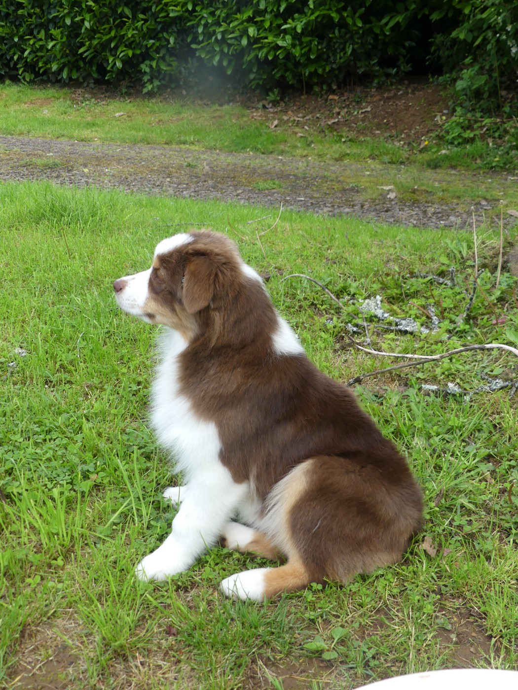 Un brin d'histoire Du Royaume Secret D'opaline