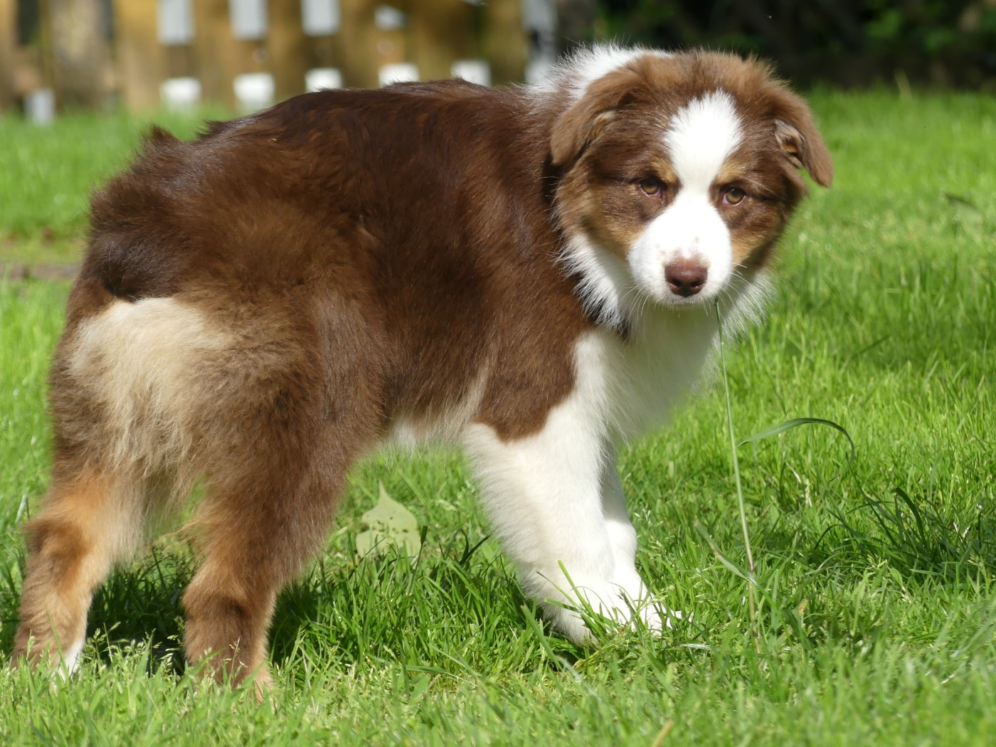 Un brin d'histoire Du Royaume Secret D'opaline