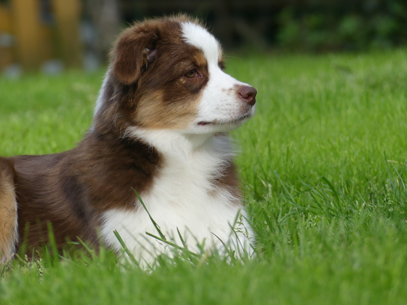 Un brin d'histoire Du Royaume Secret D'opaline