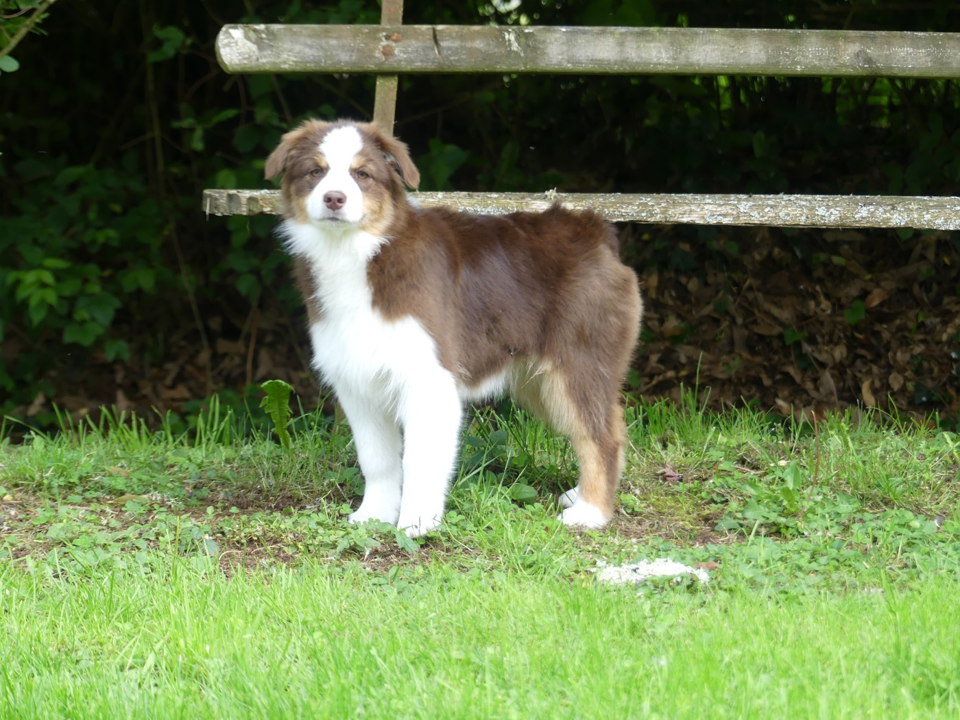 Un brin d'histoire Du Royaume Secret D'opaline