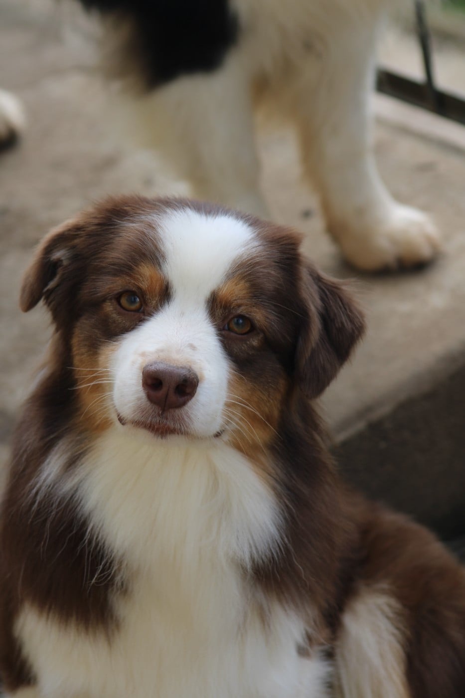 Un brin d'histoire Du Royaume Secret D'opaline