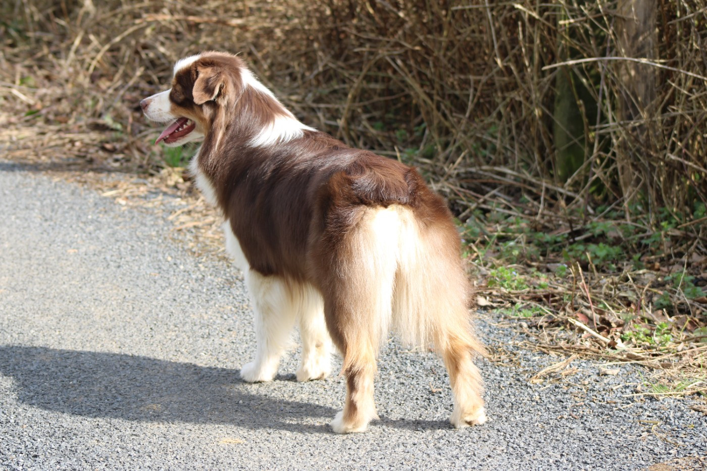 Un brin d'histoire Du Royaume Secret D'opaline