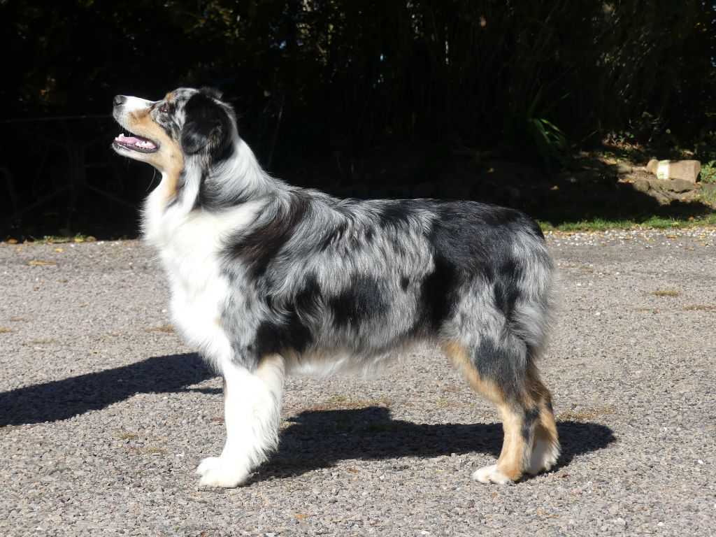 Publication : Du Royaume Secret D'opaline Auteur : Le Royaume Secret d'Opaline