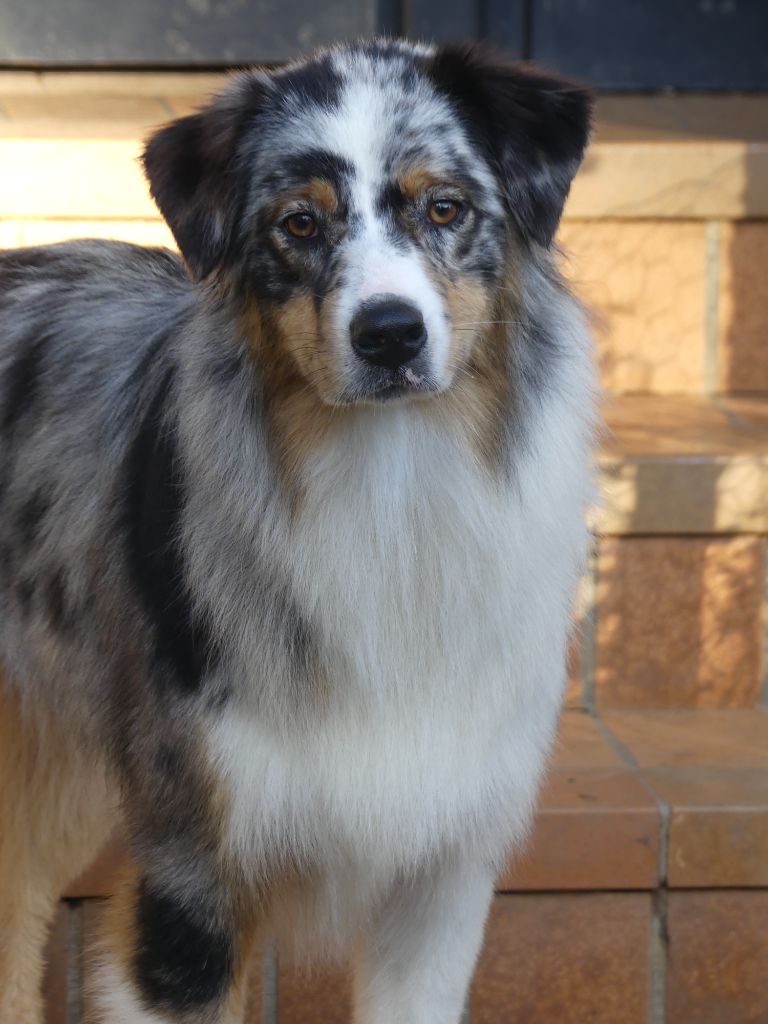 Publication : Du Royaume Secret D'opaline Auteur : Le Royaume Secret d'Opaline