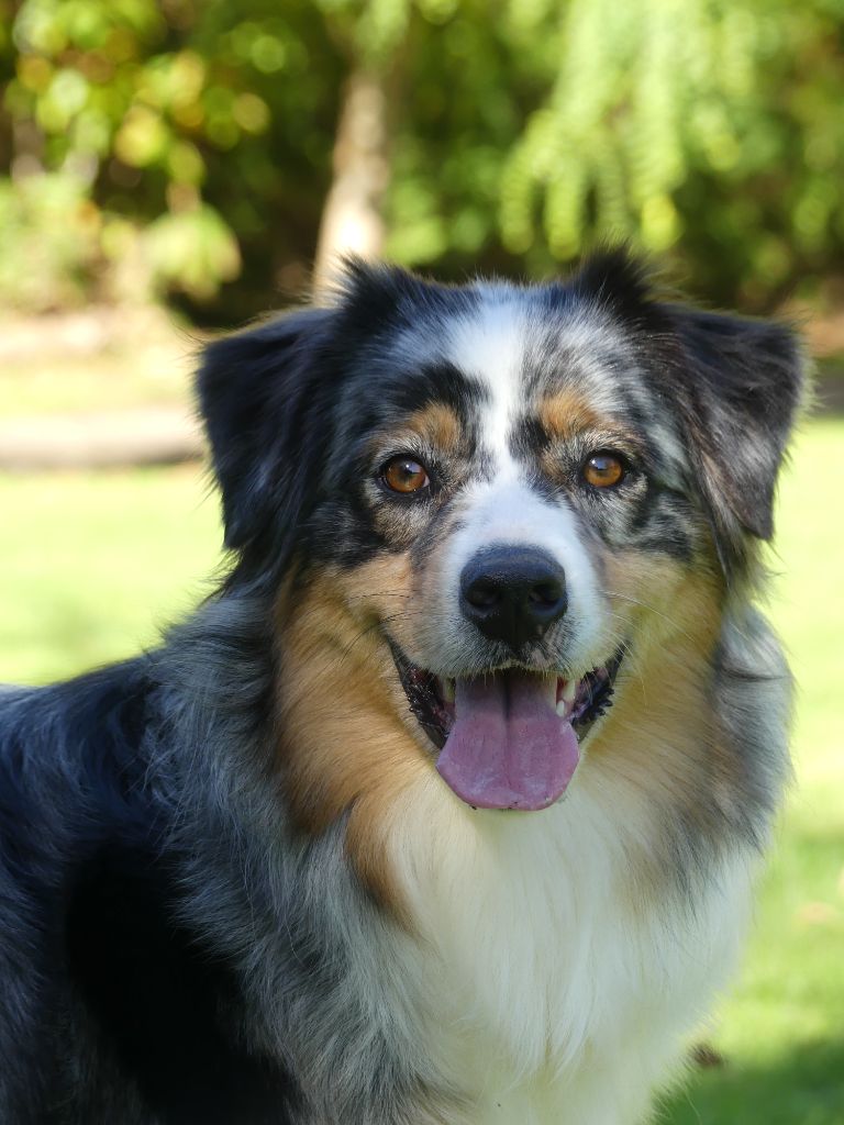 Publication : Du Royaume Secret D'opaline Auteur : Le Royaume Secret d'Opaline