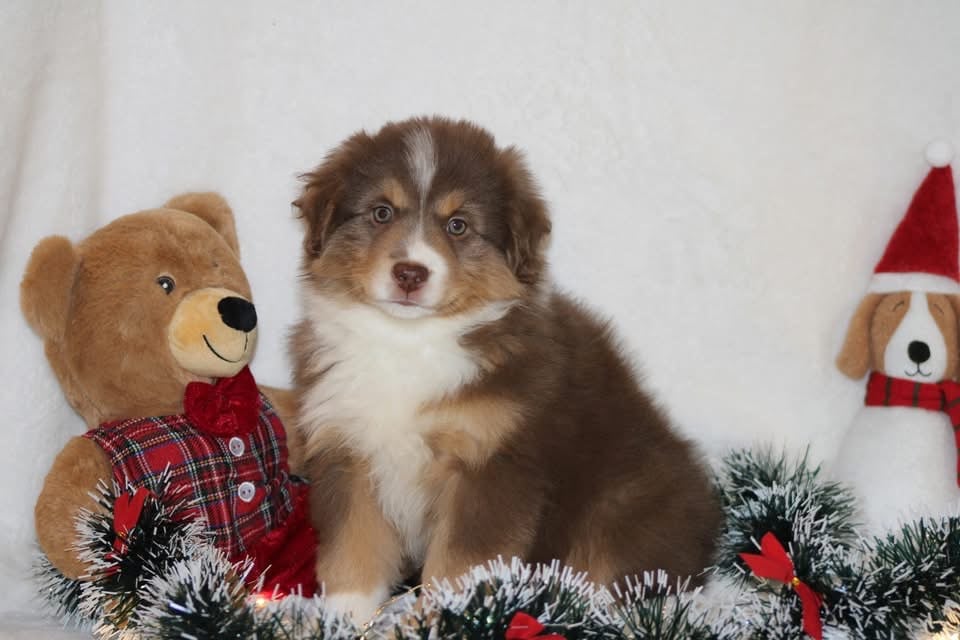 Abracadabra mini Heart