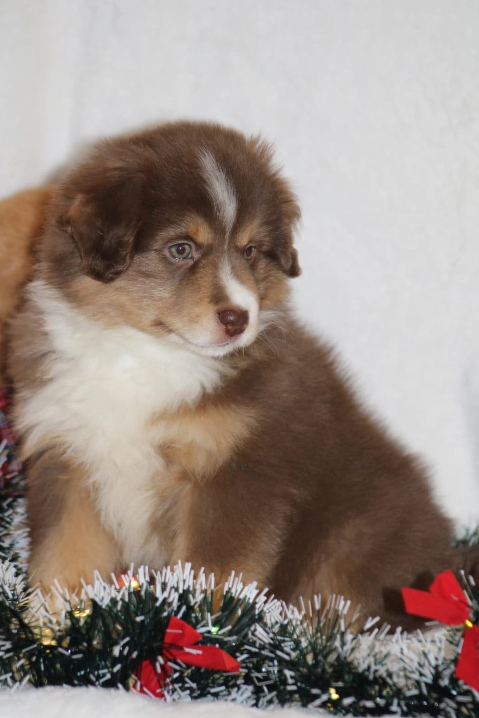 Abracadabra mini Heart