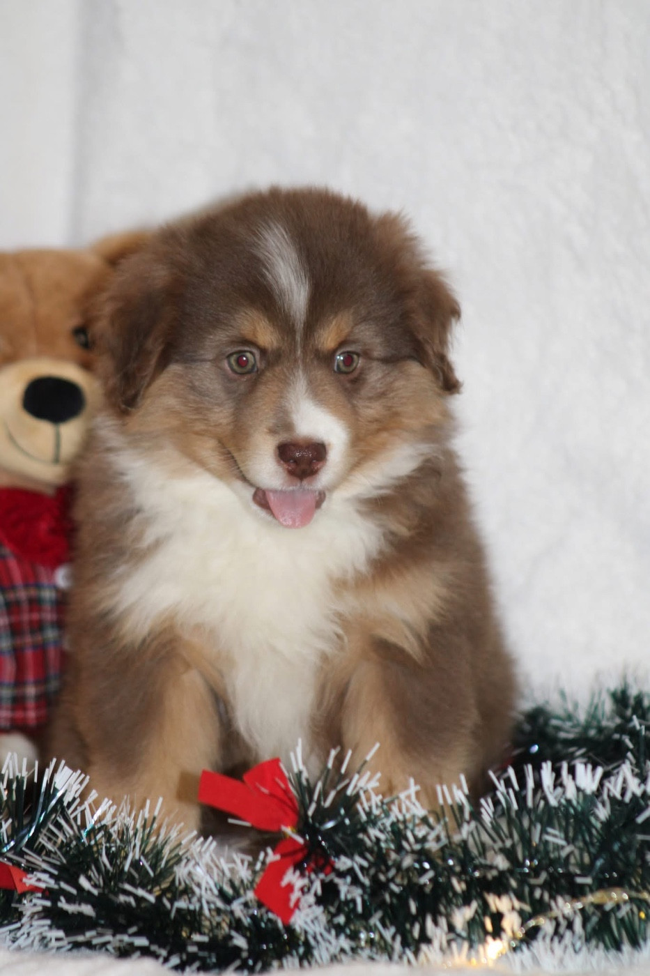 Abracadabra mini Heart