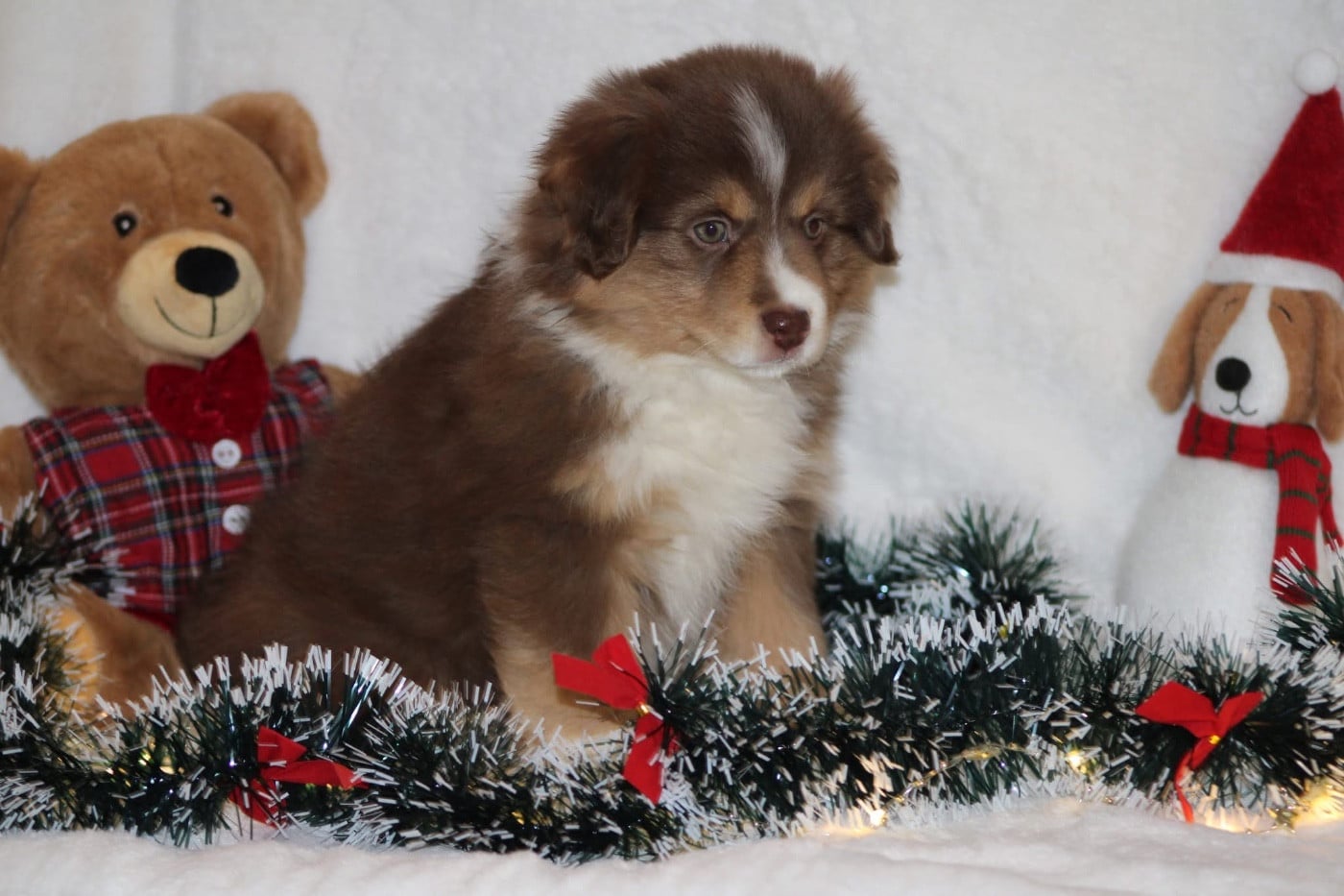 Abracadabra mini Heart