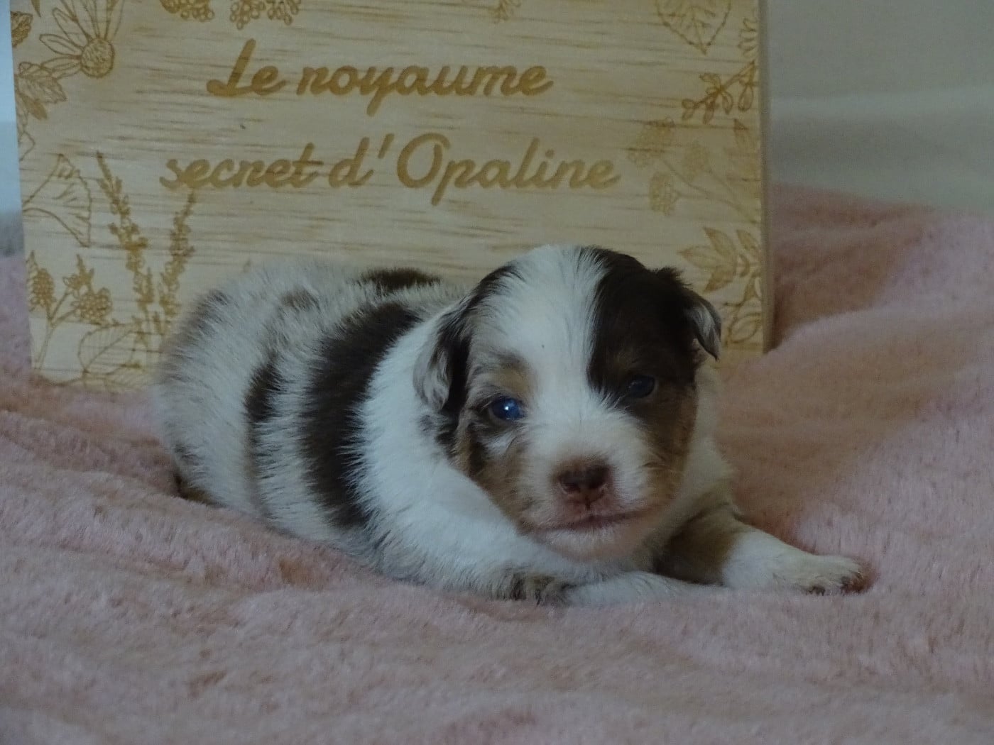 CHIOT 2