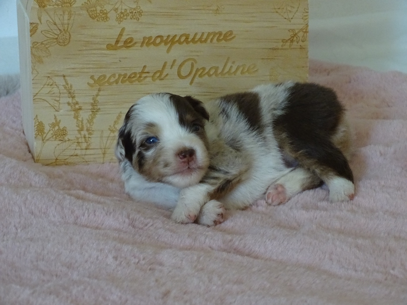CHIOT 2