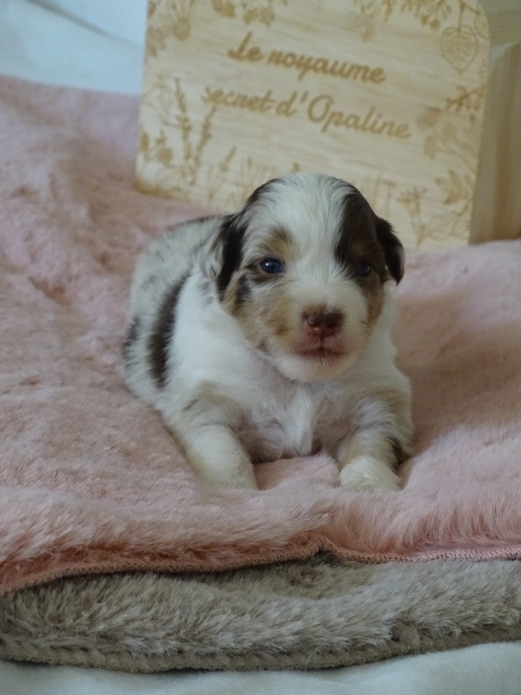 CHIOT 2
