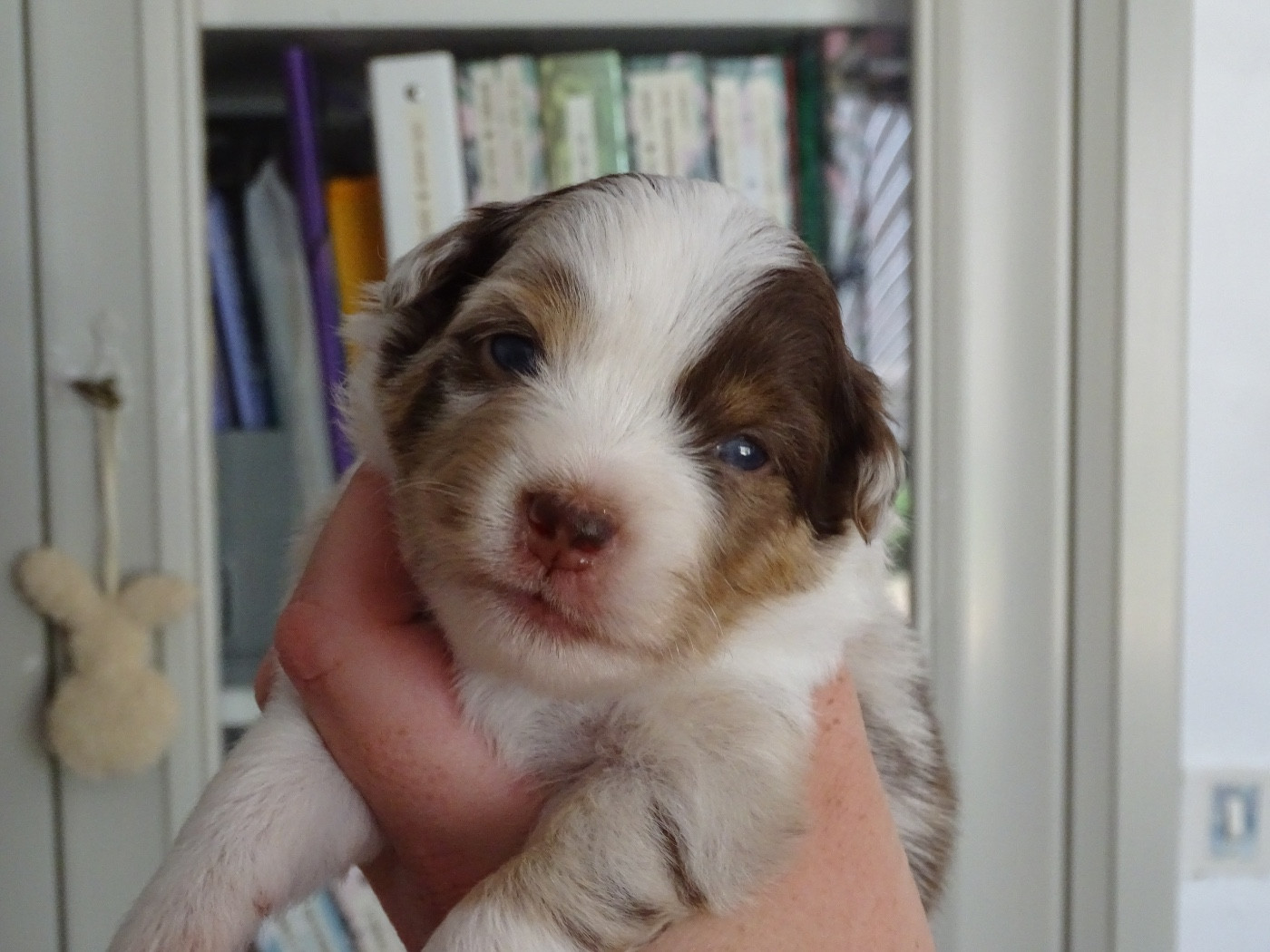 CHIOT 2