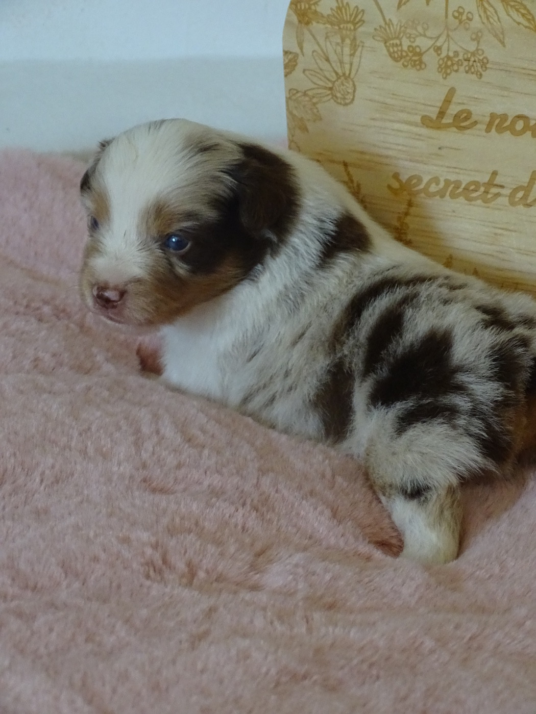 CHIOT 5