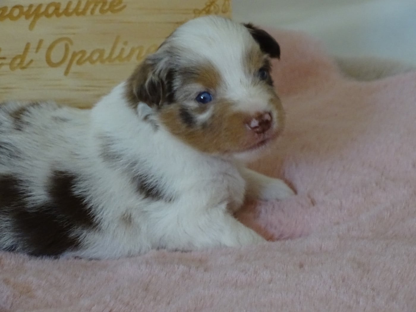 CHIOT 5