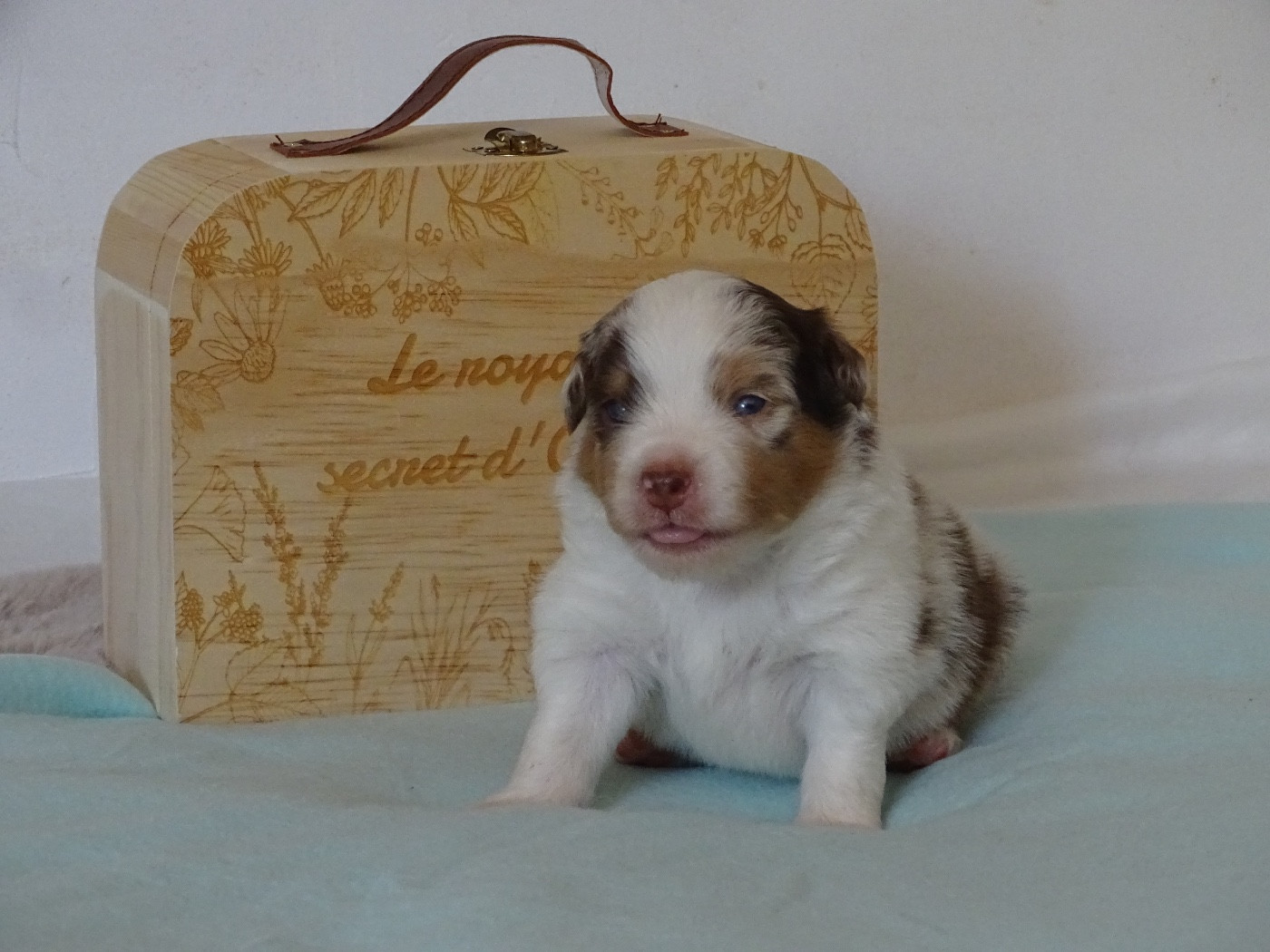 CHIOT 5