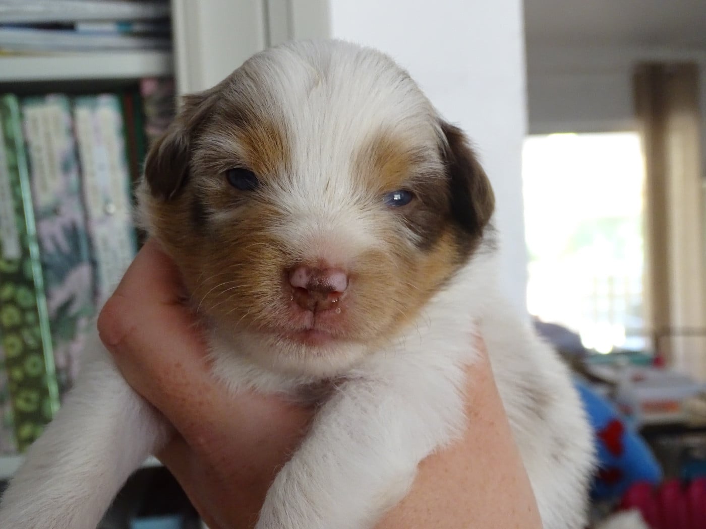 CHIOT 5