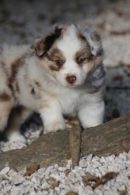 Les chiots de Berger Américain Miniature 