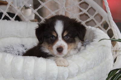 Les chiots de Berger Américain Miniature 