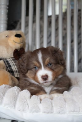 Les chiots de Berger Américain Miniature 